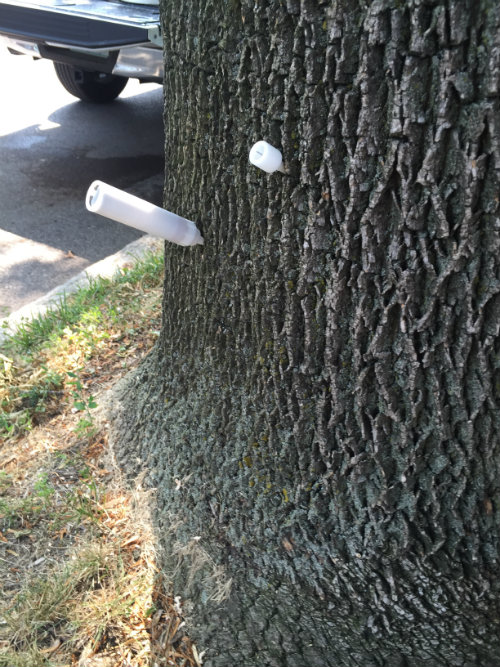 Ash tree being treated for Ash Borer
